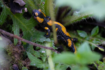 fire salamander