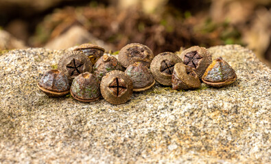 Macro shot of some. eucalyptus see pods on a rock with a bokeh background