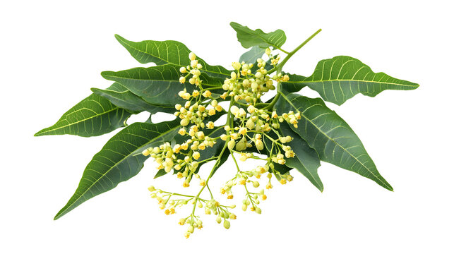 Herb neem leaves and fresh neem flowers isolated on white background.