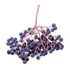 Watercolor botanical illustration of elderberry with yellow leaves. Hand drawn elderberry in autumn.