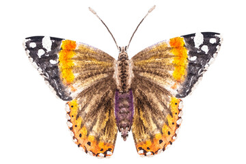 Watercolor illustration butterfly.Hand drawn watercolor butterfly.