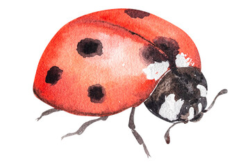 Watercolor illustration ladybug.Hand drawn watercolor ladybug.