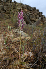 Heiliges Knabenkraut // Holy orchid (Anacamptis sancta) - Insel Ios, Kykladen, Griechenland