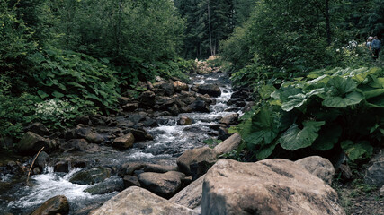 Mountain Stream with Large Rocks in its Path