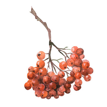 recommend clip art: Watercolor illustration rowan tree branch with red berries, yellow leaves. Hand drawn watercolor autumn illustration