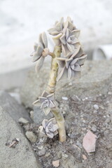 This is a detailed closeup image of a beautiful pink succulent plant that is elegantly displayed in a decorative pot