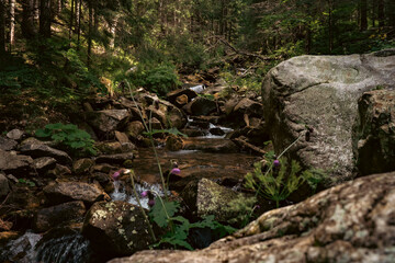 Serene Woodland Brook with Wildflowers Along the Shore