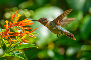 Ruby-throated Hummingbird- male
