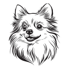 Pomeranian Face, Pomeranian dog breed Cute cartoon vector clipart Design, Silhouettes Dog Face, black and white Pomeranian vector