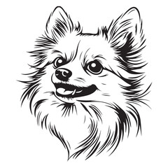 Pomeranian Face, Pomeranian dog breed Cute cartoon vector clipart Design, Silhouettes Dog Face, black and white Pomeranian vector