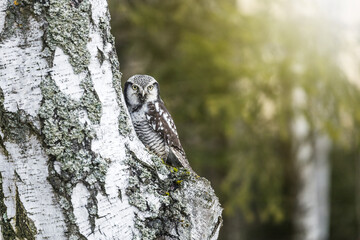 Mimicry in nature. Northern hawk owl posing on a birch trunk.  Horizontally.