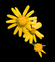 flores amarillas del bosque