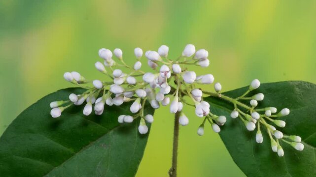 Ligustrum flowering time-lapse photography