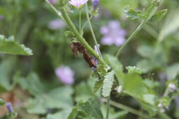 Here is a detailed closeup image showcasing a beautiful plant adorned with vibrant purple flowers along with lush green leaves