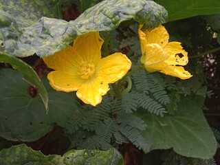 luffa cylindrica flower or sponge gourd flower pattern in the garden 