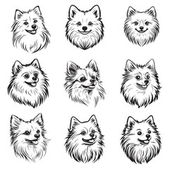 Pomeranian Face set, Pomeranian dog breed Cute cartoon vector clipart Design, Silhouettes Dog Face, black and white Pomeranian vector