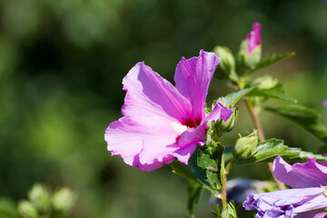 An intricate closeup image of a delicate pink flower featuring a striking white center that captures the essence of natures beauty
