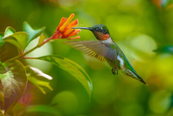 Ruby-throated Hummingbird- male