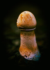 sets exoticas en el bosque en otoño