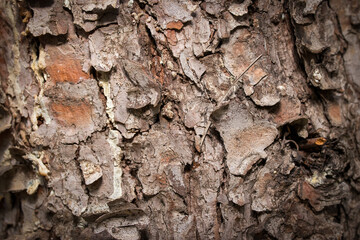 the texture of the bark of an old coniferous tree