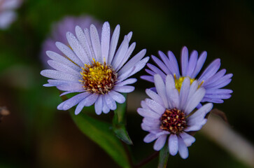 Fototapeta premium flower with dew