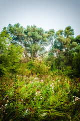 Acacia trees with lush green foliage against the blue sky, growing in fields with dry grass. Morning, golden hour