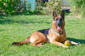 German shepherd on a green grass