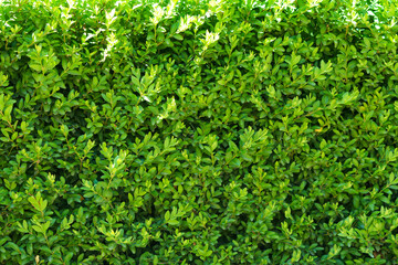 Obraz premium A beautiful hedge of Boxwood. Buxus plant pattern. Seamless texture of green natural background.