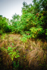 Acacia trees with lush green foliage against the blue sky, growing in fields with dry grass. Morning, golden hour