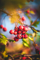 Small red berries growing on tree branches, close-up, illuminated by the morning sun. Macro