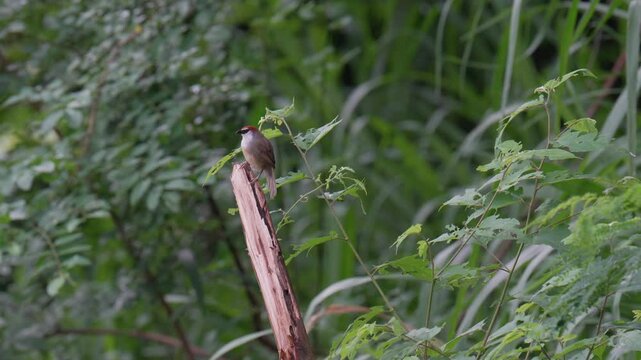 Timalia pileata bird on stump