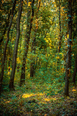 green forest with trees and bushes illuminated by bright rays of the morning sun during golden hour