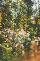 Tall grass with spruce fluff on it, against the background of green trees, in the morning