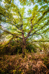 Obraz premium oak forest with bright yellow-green leaves. thick orange grass grows around the trees. golden hour, dawn