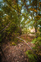 oak forest with bright yellow-green leaves. thick orange grass grows around the trees. golden hour, dawn