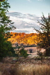 fields and hills with yellow-orange tarva, against a dense forest with thick foliage, against a blue sky with large white clouds, at dawn. golden hour