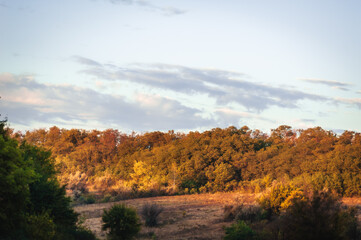 fields and hills with yellow-orange tarva, against a dense forest with thick foliage, against a blue sky with large white clouds, at dawn. golden hour