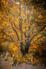 oak forest with bright yellow-green leaves. thick orange grass grows around the trees. golden hour, dawn