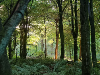 Obraz premium morning in the woods