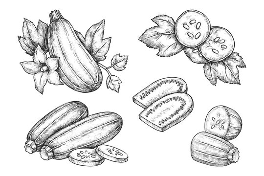 Set of zucchini vegetables. Vector sketch of sliced courgette. Hand drawn baby marrow veggie. Agriculture and agronomy drawing. Squash for vegetarian or vegan market. Organic nutrient. Farm plant