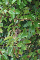 monkey in the forest, shocked monkey