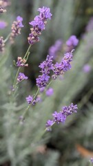 Obraz premium bee on lavender flower