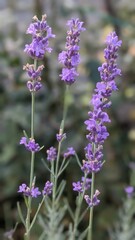Obraz premium close up of lavender flowers