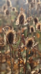 Obraz premium thistle in the field