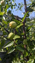 green olives on tree