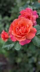 red rose in garden