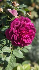 Fototapeta premium pink rose bush