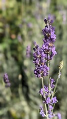 Obraz premium bee on lavender