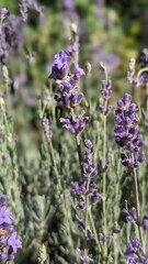 Obraz premium close up of lavender flowers