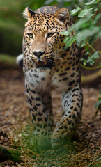 Portrait of Persian leopard in zoo